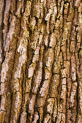 포토 JPG 해외이미지 나무 식물 백그라운드 패턴 자연 벽지 표면 건조 사람없음 목재 세로 갈색 줄무늬 거친 균열 널 질감 나무껍질 그런지 수목 옛날 유일 해외202004 해외포토 컬러 무늬 재료 모션 껍질 생태계 파일형식 이미지허브