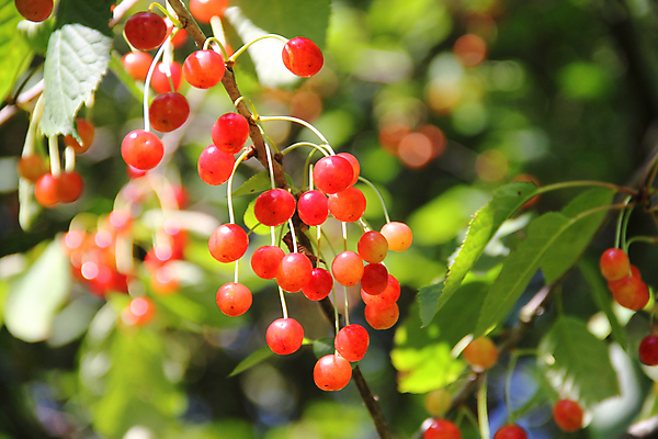 포토 JPG 해외이미지 나무 열매 음식 과일 자연 사람없음 빨간색 여름 농장 정원 나뭇가지 체리 달콤 관목 숙성 해외202004 해외포토 식물 계절 컬러 농업 맛 생태계 파일형식 이미지허브