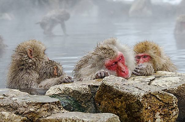 포토 JPG 해외이미지 나무 동물 공원 얼굴 야생동물 분홍색 조각 겨울 포유류 털 사람 사람없음 갈색 걷기 일본 얼음 봄 산책 추위 원숭이 표현 관찰 뜨거움 호기심 오르기 유인원 폭설 해외202004 해외포토 자연요소 식물 계절 공공시설 감정 아시아 컬러 컨셉 모션 휴식 눈_날씨 신체부위 자연재해 파일형식 이미지허브