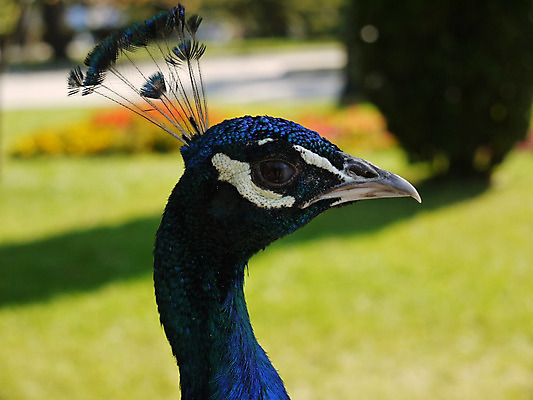 포토 JPG 해외이미지 동물 공원 남자 얼굴 야생동물 자연 조류 동물원 사람없음 야외 옆모습 파란색 컬러풀 머리 정원 활발 우아함 공작 깃털 부리 목 꿩 동물상 웅장함 해외202004 해외포토 공공시설 뷰포인트 컬러 컨셉 사람 신체부위 조형물 생태계 파일형식 이미지허브