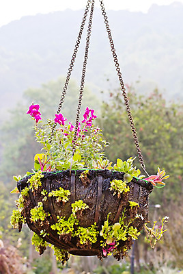 포토 JPG 해외이미지 식물 공원 꽃 꽃무늬 자연 사람없음 장식 바구니 정원 신선 원예 내추럴 팬던트 해외202004 해외포토 공공시설 무늬 취미 생태계 파일형식 이미지허브