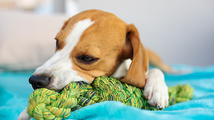 포토 JPG 해외이미지 동물 행복 포즈 포유류 자연 놀이 사람없음 야외 초록색 여름 반려동물 태양 정원 봄 시골 개 달콤 사냥개 비글 장면 송곳니 기르기 신앙심 유래 해외202004 해외포토 자연요소 계절 감정 컬러 맛 치아 생태계 돌봄 파일형식 이미지허브