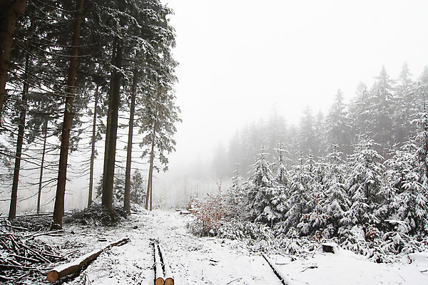 포토 JPG 해외이미지 나무 겨울 날씨 풍경 사람없음 안개 숲 뿌연 눈내림 해외202004 해외포토 식물 계절 눈_날씨 파일형식 이미지허브