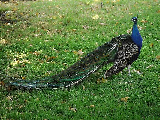 포토 JPG 해외이미지 동물 1 백그라운드 자연 조류 동물원 사람없음 초록색 파란색 컬러풀 머리 활발 회색 우아함 공작 깃털 꼬리 부리 웅장함 해외202004 해외포토 컬러 컨셉 신체부위 생태계 파일형식 이미지허브