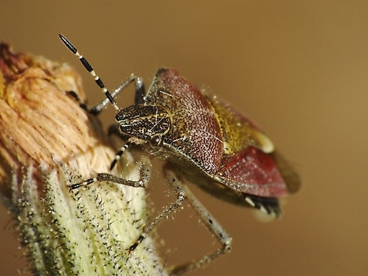 포토 JPG 해외이미지 꽃 곤충 자연 사람없음 정원 해충 벌레 해외202004 해외포토 식물 동물 생태계 파일형식 이미지허브