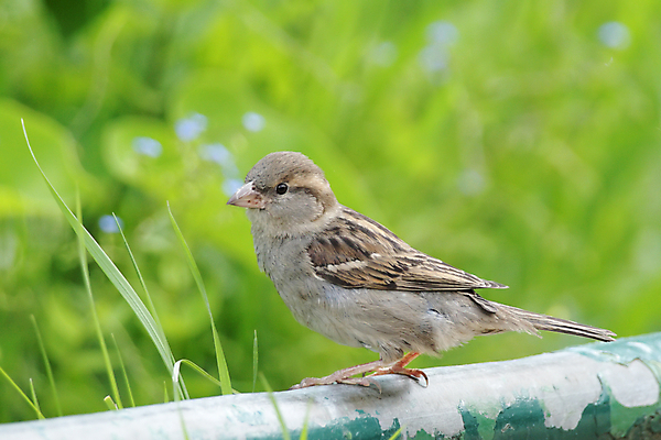 포토 JPG 해외이미지 동물 여자 야생동물 자연 조류 사람없음 갈색 회색 작음 참새 해외202004 해외포토 컬러 사람 크기 생태계 파일형식 이미지허브