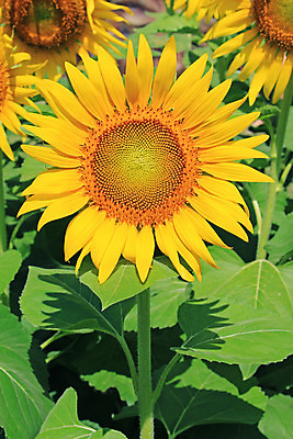 포토 JPG 해외이미지 식물 꽃잎 꽃 밭 농업 자연 해바라기 사람없음 농장 노란색 수확 성장 개화 장면 내추럴 해외202004 해외포토 산업 컬러 생태계 파일형식 이미지허브