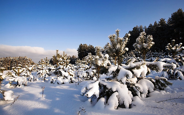 포토 JPG 해외이미지 나무 식물 계절 겨울 자연 하늘 새로움 그림자 풍경 사람없음 목재 초록색 빛 농장 환경 냉동 얼음 침묵 추위 성장 흰색 시골 신선 소나무 눈송이 그룹 황무지 숲 작음 예측 시원함 서리 장면 지역 상록수 침엽수 전나무 줄서기 부족함 해외202004 해외포토 자연요소 컬러 컨셉 농업 재료 모션 눈_날씨 소리 크기 생태계 파일형식 이미지허브