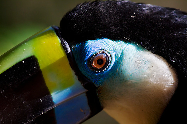 포토 JPG 해외이미지 동물 여행 날개 자연 조류 사람없음 컬러풀 중앙아메리카 열대우림 깃털 부리 동물상 이국적 해외202004 해외포토 컬러 아메리카 조형물 숲 생태계 파일형식 이미지허브
