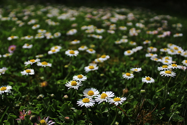 포토 JPG 해외이미지 식물 꽃 꽃무늬 밭 자연 사람없음 야외 노란색 정원 벚꽃 데이지 내추럴 해외202004 해외포토 컬러 무늬 농업 생태계 파일형식 이미지허브
