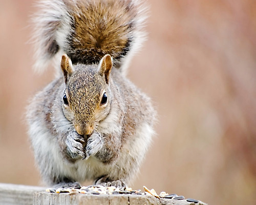 포토 JPG 해외이미지 동물 야생동물 포유류 자연 털 씨앗 사람없음 야외 회색 견과류 설치류 숲 모피 먹기 다람쥐 내추럴 동물상 수유 해외202004 해외포토 식물 컬러 모션 조형물 생태계 파일형식 이미지허브