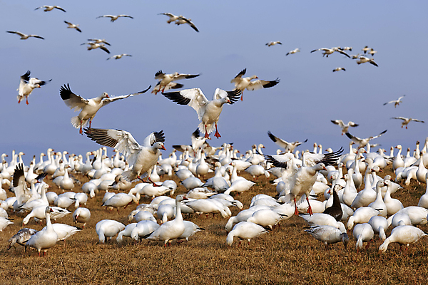 포토 JPG 해외이미지 동물 야생동물 이동 겨울 밭 날개 모션 자연 조류 하늘 사람없음 야외 파란색 봄 흰색 시골 그룹 우아함 군중 속도 사냥 거위 물새 철새 해외202004 해외포토 계절 컬러 컨셉 농업 사람 생태계 파일형식 이미지허브