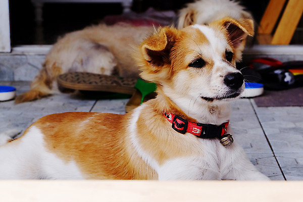 포토 JPG 해외이미지 동물 응시 행복 얼굴 새끼 포유류 앉기 사람없음 반려동물 갈색 개 리트리버 강아지 작음 래브라도리트리버 송곳니 기르기 유래 해외202004 해외포토 시선 감정 컬러 모션 신체부위 치아 크기 돌봄 파일형식 이미지허브