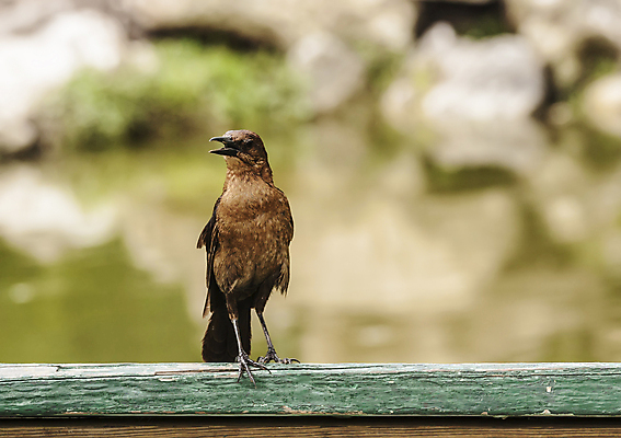 포토 JPG 해외이미지 동물 야생동물 백그라운드 날개 자연 조류 사람없음 반려동물 널 깃털 비둘기 해외202004 해외포토 생태계 파일형식 이미지허브