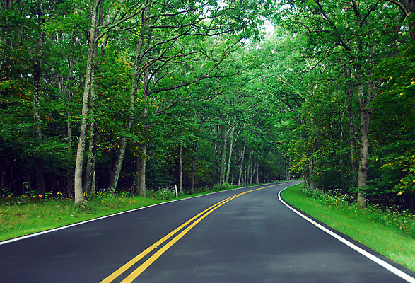 포토 JPG 해외이미지 도로 길 사람없음 야외 어둠 운전 탐험 안개 시골 고속도로 숲 위험 신비 뿌연 해외202004 해외포토 컨셉 교통시설 모션 날씨 파일형식 이미지허브