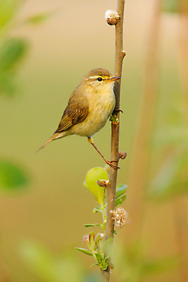 포토 JPG 해외이미지 나무 동물 공원 야생동물 잎 날개 자연 조류 지팡이 하늘 미술 앉기 사람없음 목재 초록색 파란색 빛 노란색 봄 벚꽃 나뭇가지 티켓 숲 5월 버드나무 그림 철새 해외202004 해외포토 식물 계절 공공시설 꽃 컬러 재료 모션 문화예술 날짜 생태계 파일형식 이미지허브