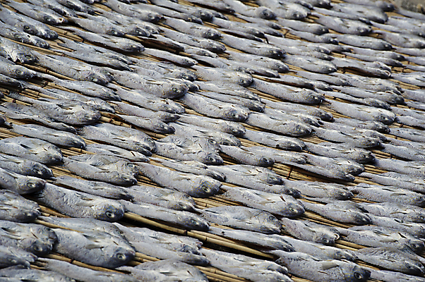 포토 JPG 해외이미지 동물 손 산업 음식 바다 패턴 건강 어류 사람없음 치료 농장 수확 신선 잡기 업무 시장 주식 해산물 낚시꾼 수납 방법 위생관리 해외202004 해외포토 무늬 농업 의학 모션 관리 신체부위 금융 수중동물 작업 파일형식 이미지허브