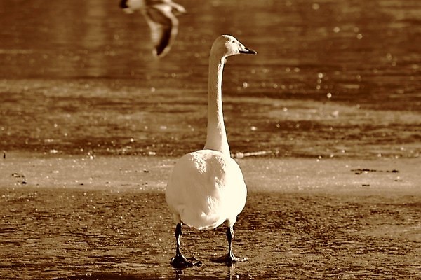 포토 JPG 해외이미지 사람없음 백조 해외202004 해외포토 조류 파일형식 이미지허브