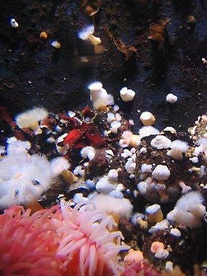 포토 JPG 해외이미지 바다 자연 유리 노르웨이 어류 사람 사람없음 빨간색 물 파란색 반사 수영 게 흰색 장어 쇼 수족관 해외202004 해외포토 자연요소 유럽 컬러 재질 갑각류 수중동물 수상스포츠 생태계 파일형식 이미지허브