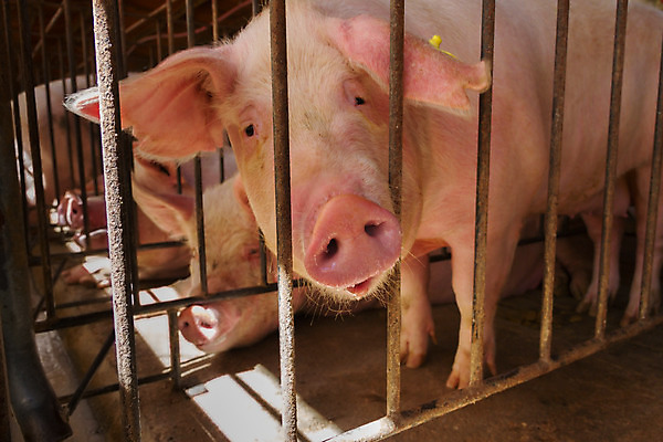 포토 JPG 해외이미지 응시 여러마리 실내 사람없음 가축 돼지 축산업 축사 철창 양돈장 해외202004 해외포토 동물 건축물 시선 산업 다수 포유류 내부 파일형식 이미지허브