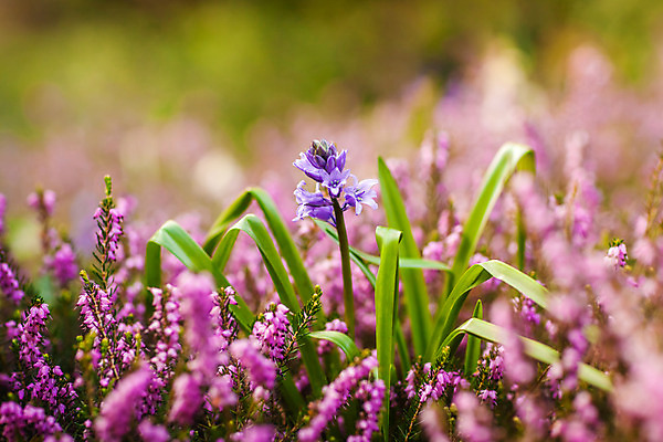 포토 JPG 해외이미지 식물 계절 꽃잎 꽃 줄기 분홍색 자연 영국 종류 사람없음 치료 초록색 정원 보라색 봄 고통 들꽃 엄지손가락 벚꽃 개화 막대기 작음 다발 허브 제비꽃 묘사 싱글 오리지널 특별함 해외202004 해외포토 감정 유럽 컬러 컨셉 손가락 의학 크기 생태계 파일형식 이미지허브