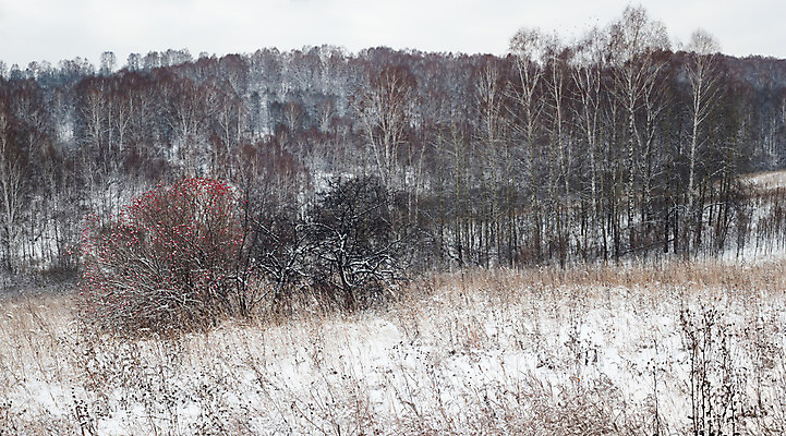 포토 JPG 해외이미지 나무 계절 열매 겨울 자연 파노라마 풍경 사람없음 야외 가로 햇빛 냉동 얼음 추위 흰색 숲 서리 흐림 눈내림 해외202004 해외포토 자연요소 식물 컬러 날씨 눈_날씨 촬영기법 태양 생태계 파일형식 이미지허브