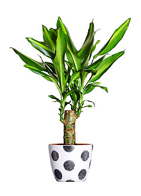 포토 JPG 해외이미지 식물 화초 백그라운드 잎 꽃무늬 자연 새로움 실내 사람없음 장식 초록색 한개 새싹 환경 성장 흰색 화려 냄비 작음 유기농 상록수 고립 모종 묘목 심기 취급주의 해외202004 해외포토 나무 1 웰빙 꽃 컬러 컨셉 무늬 모션 경고 내부 솥 크기 생태계 파일형식 이미지허브