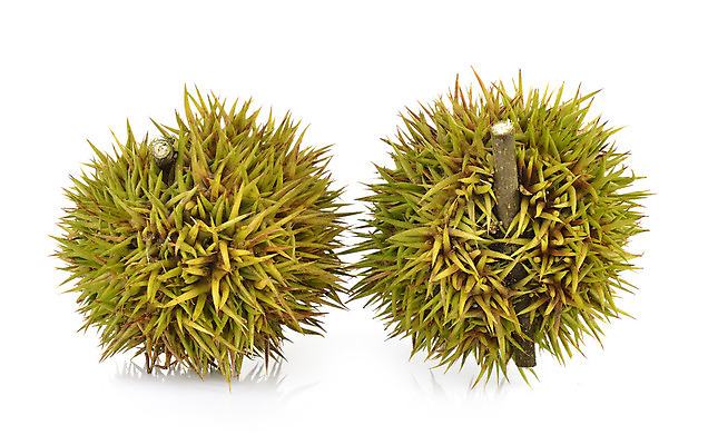 포토 JPG 해외이미지 음식 과일 자연 씨앗 사람없음 세일 쌓기 금속 견과류 그룹 시장 닫기 상품 상업 소매 흙더미 내추럴 매각 식용 해외202004 해외포토 식물 모션 재질 흙 생태계 파일형식 더미 이미지허브