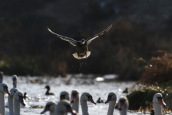 포토 JPG 해외이미지 동물 구름 계절 실루엣 호수 야생동물 바다 백그라운드 날개 모션 자연 벽지 조류 하늘 풍경 사람없음 야외 빨간색 여름 파란색 빛 태양 일출 검은색 일몰 봄 자유 흰색 그룹 깃털 생태계 내추럴 동물상 무료 많음 해외202004 해외포토 자연요소 컬러 컨셉 촬영기법 조형물 노을 파일형식 이미지허브