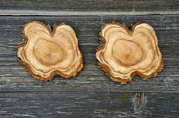 포토 JPG 해외이미지 나무 식물 조각 백그라운드 십자가 패턴 부분 자연 표면 추상 사람없음 목재 갈색 노란색 환경 흰색 시골 반지 원형 거친 역사 정상 숲 자르기 연도 묘사 유기농 질감 나무껍질 잡동사니 내추럴 고립 그런지 깨짐 넘어짐 수목 옛날 노화 해외202004 해외포토 도형 웰빙 컬러 컨셉 무늬 재료 장신구 모션 껍질 생태계 파일형식 이미지허브