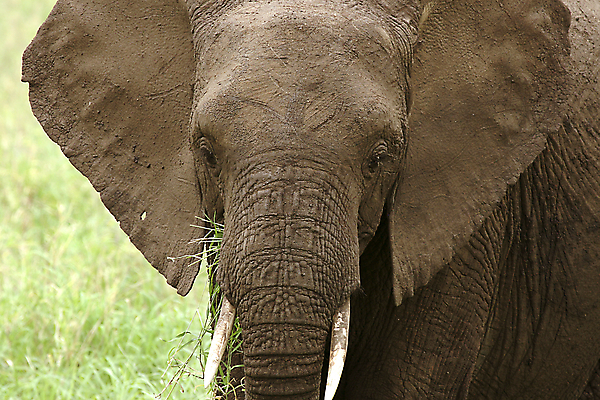 포토 JPG 해외이미지 동물 야생동물 밭 아프리카 자연 휴가 코끼리 따뜻함 국립공원 사람없음 뜨거움 사파리 케냐 세렝게티 탄자니아 해외202004 해외포토 공원 나라 농업 포유류 생태계 파일형식 이미지허브