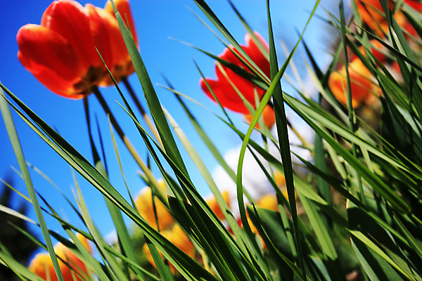 포토 JPG 해외이미지 식물 꽃 백그라운드 잎 밭 자연 하늘 사람없음 야외 빨간색 초록색 컬러풀 햇빛 노란색 보라색 봄 튤립 성장 신선 해외202004 해외포토 계절 컬러 농업 태양 생태계 파일형식 이미지허브