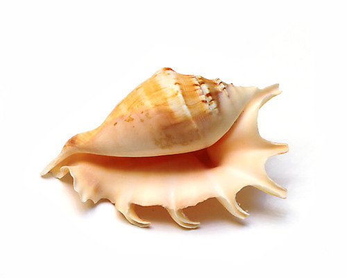 포토 JPG 해외이미지 바다 자연 조개 연체동물 사람없음 껍질 오브젝트 기념품 고립 해외202004 해외포토 어패류 무척추동물 생태계 파일형식 이미지허브