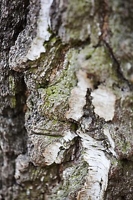 포토 JPG 해외이미지 나무 식물 백그라운드 자연 사람없음 목재 회색 성장 껍질 흰색 거친 주식 숲 에코 질감 산등성이 나무껍질 안심 자작나무 내추럴 생태학 옛날 해외202004 해외포토 교육 컬러 재료 산 육류 금융 환경 생태계 파일형식 이미지허브