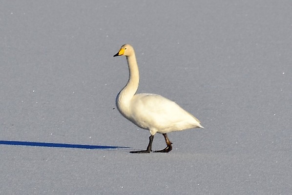 포토 JPG 해외이미지 사람없음 백조 해외202004 해외포토 조류 파일형식 이미지허브