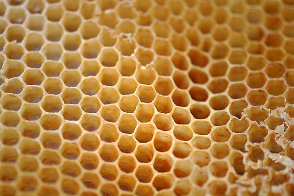 포토 JPG 해외이미지 모양 동물 라이프스타일 음식 곤충 백그라운드 패턴 모션 자연 벽지 세포 건강 미술 사람없음 여름 약 노란색 건강관리 황금 닫기 달콤 대표 설탕 벌 먹기 바쁨 꽃가루 육각형 꿀 여왕 벌집 밀랍 양봉장 왁스 효율 해외202004 해외포토 도형 계절 컬러 컨셉 무늬 의학 문화예술 관리 생활 맛 가루 생태계 파일형식 이미지허브