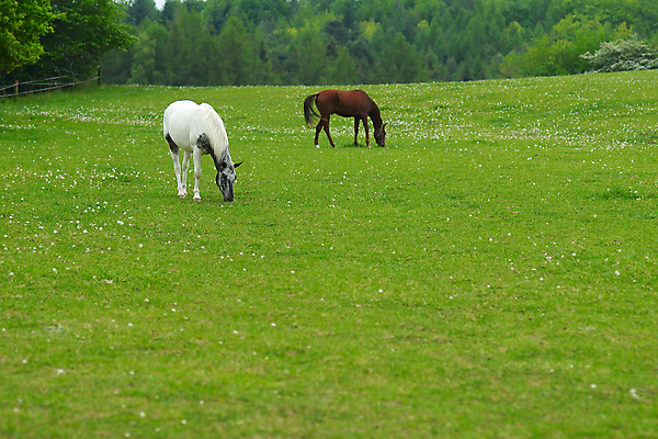 포토 JPG 해외이미지 나무 동물 음식 백그라운드 잎 2 밭 자연 잔디 사람없음 야외 목재 초록색 여름 반려동물 농장 갈색 평화 마을 어둠 침묵 목장 회색 흰색 시골 민들레 땅 먹기 꼬리 갈기 방목장 해외202004 해외포토 식물 계절 꽃 컬러 컨셉 농업 재료 모션 소리 생태계 파일형식 이미지허브