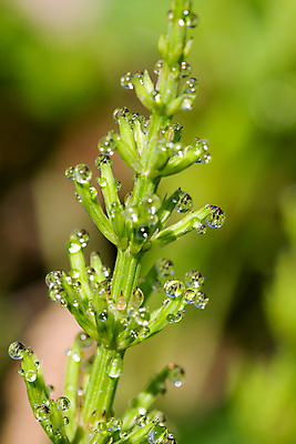 포토 JPG 해외이미지 식물 자연 아침 사람없음 야외 초록색 물 신선 떨어짐 이슬 시원함 해외202004 해외포토 주간 자연요소 컬러 컨셉 생태계 파일형식 이미지허브