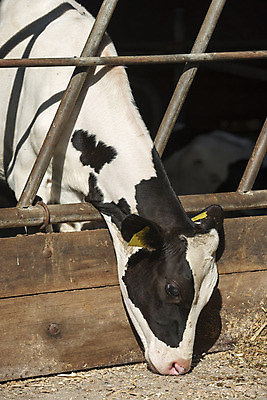 포토 JPG 해외이미지 동물 음식 분홍색 돈 털 육류 사람없음 농장 검은색 가축 소고기 우유 흰색 업무 소 농부 먹기 네덜란드 시작 황소 슛 낭비 송아지 외양간 밭일 철강 표제 해외202004 해외포토 직업 유럽 새끼 컬러 컨셉 농업 식재료 포유류 모션 유제품 작업 재산 파일형식 이미지허브