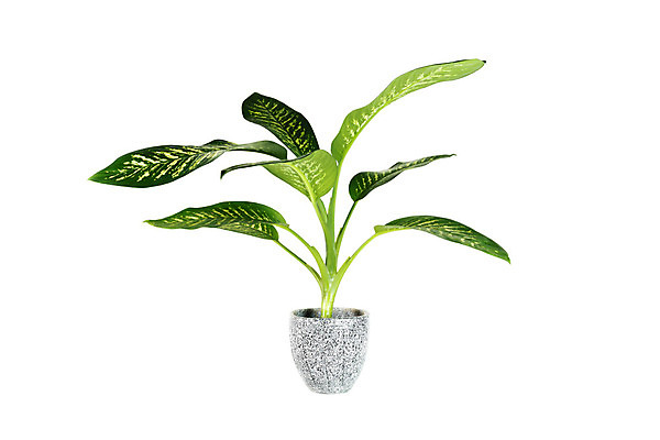 포토 JPG 해외이미지 나무 식물 1 디자인 꽃 화분 화초 백그라운드 잎 자연 주택 실내 사람없음 야외 내부 목재 장식 초록색 정원 검은색 봄 성장 흰색 나뭇가지 신선 화려 냄비 큼 관목 오브젝트 무화과 내추럴 고립 심기 해외202004 해외포토 계절 컬러 컨셉 과일 재료 모션 건물 솥 크기 생태계 파일형식 이미지허브