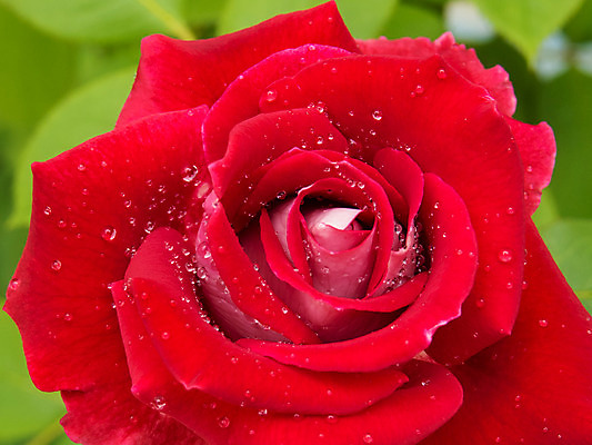 포토 JPG 해외이미지 식물 꽃잎 꽃 백그라운드 꽃무늬 자연 발렌타인데이 사랑 사람없음 야외 장식 빨간색 초록색 물 여름 컬러풀 장미 정원 벚꽃 축하 떨어짐 이슬 싱글 내추럴 해외202004 해외포토 자연요소 계절 감정 컬러 컨셉 무늬 데이이벤트 생태계 파일형식 이미지허브