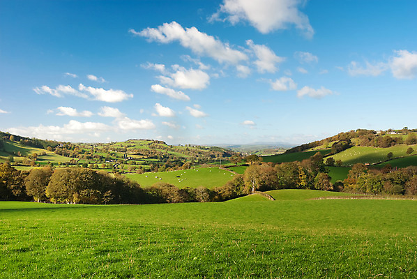 포토 JPG 해외이미지 나무 동물 구름 라이프스타일 행복 농업 자연 하늘 영국 웨일즈 산 풍경 사람없음 야외 초록색 파란색 환경 맑음 가축 침묵 시골 양 그룹 군중 숲 큼 방목 땅 장면 내추럴 해외202004 해외포토 자연요소 식물 감정 유럽 산업 컬러 포유류 날씨 사람 생활 소리 축산업 크기 생태계 파일형식 이미지허브