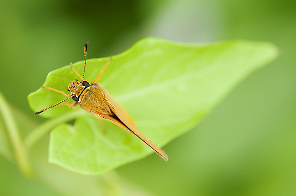 포토 JPG 해외이미지 동물 꽃 야생동물 나비 곤충 백그라운드 2 날개 오렌지 가족 자연 휴식 안테나 사람없음 세로 초록색 컬러풀 갈색 노란색 우주 환경 보라색 닫기 작음 큼 생물학 생태학 수유 취급주의 해외202004 해외포토 식물 교육 컬러 컨셉 과일 통신 관계 모션 경고 크기 생태계 파일형식 이미지허브