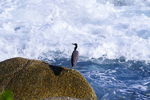 포토 JPG 해외이미지 동물 공원 호수 야생동물 여행 잎 날개 자연 조류 사람없음 야외 초록색 물 여름 평화 환경 흰색 연못 만 황무지 습지 큼 땅 왜가리 깃털 부리 캘리포니아 태평양 목 서식지 내추럴 단아함 동물상 생태학 해외202004 해외포토 자연요소 식물 계절 공공시설 교육 바다 컬러 컨셉 신체부위 조형물 미국 크기 생태계 파일형식 이미지허브