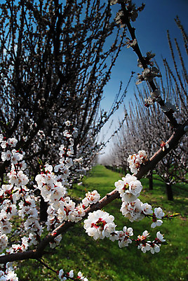 포토 JPG 해외이미지 나무 식물 계절 공원 꽃잎 꽃 분홍색 백그라운드 잎 꽃무늬 패턴 농업 과일 자연 하늘 사람없음 야외 초록색 파란색 빛 컬러풀 태양 농장 정원 봄 성장 벚꽃 흰색 나뭇가지 시골 개화 사과 과수원 4월 5월 원예 해외202004 해외포토 자연요소 공공시설 산업 컬러 무늬 취미 날짜 생태계 파일형식 이미지허브