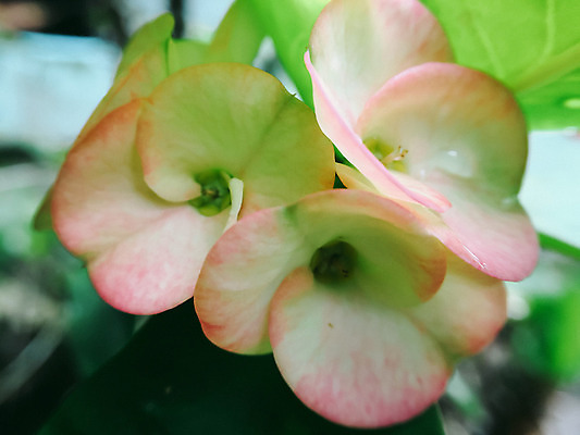 포토 JPG 해외이미지 나무 식물 공원 꽃잎 꽃 아시아 분홍색 백그라운드 잎 꽃무늬 자연 왕관 사람없음 빨간색 초록색 정원 봄 벚꽃 흰색 신선 개화 내추럴 해외202004 해외포토 계절 공공시설 나라 컬러 무늬 생태계 파일형식 이미지허브