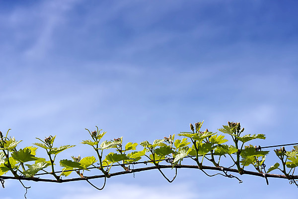 포토 JPG 해외이미지 식물 계절 음식 백그라운드 잎 농업 자연 하늘 포도 사람없음 야외 장식 초록색 여름 파란색 컬러풀 햇빛 농장 와인 정원 봄 가을 흰색 나뭇가지 신선 포도밭 포도나무 내추럴 양조장 해외202004 해외포토 나무 산업 컬러 밭 과일 주류 태양 과일나무 생태계 파일형식 이미지허브