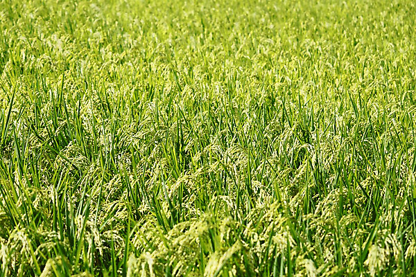 포토 JPG 해외이미지 아시아 음식 백그라운드 자연 하늘 밥 동양인 풍경 사람없음 야외 초록색 농작물 농장 농경지 시골 황금 낟알 땅 유기농 내추럴 논밭 해외202004 해외포토 웰빙 나라 컬러 밭 농업 논 인종 생태계 파일형식 이미지허브