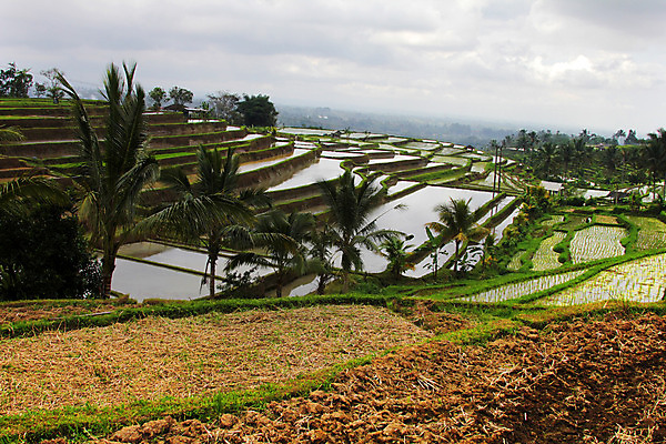포토 JPG 해외이미지 식물 전통 아시아 문화 음식 여행 백그라운드 패턴 밭 농업 자연 밥 산 동양인 풍경 사람없음 초록색 물 여름 농작물 농장 농경지 계곡 중국 수확 시골 농부 언덕 질감 발리 인도네시아 계단식 동쪽 단계 밭일 해외202004 해외포토 자연요소 직업 계절 나라 산업 컬러 섬 무늬 인종 방향 생태계 파일형식 이미지허브