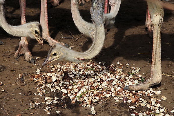 포토 JPG 해외이미지 야생동물 여행 아프리카 조류 동물원 종류 육류 사람없음 반려동물 농장 검은색 행운 큼 목 멀리 타조 개발 우간다 해외202004 해외포토 동물 나라 컬러 컨셉 농업 식재료 신체부위 크기 파일형식 이미지허브